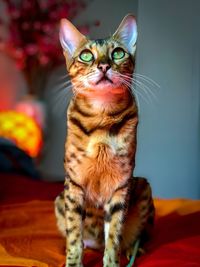 Close-up of a cat looking away at home