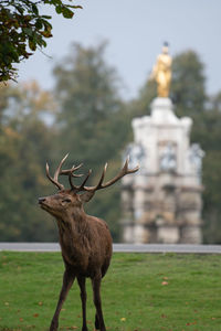 Large red stag on the alert during the autumn rutting season