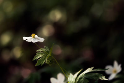 Close-up of white flowering plant