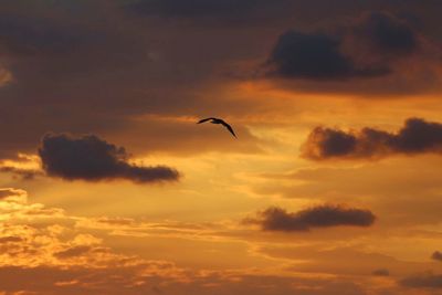 Low angle view of bird flying in sky