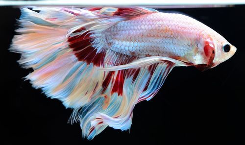 Close-up of fish underwater