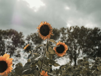 Close-up of wilted flower against sky