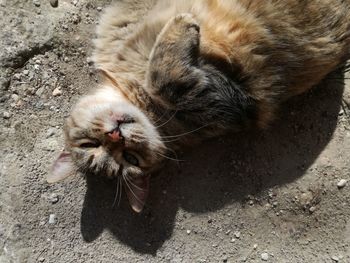 High angle view of cat eating