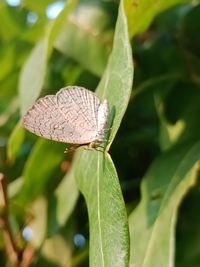 Close-up of butterfly on leaf