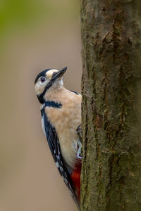 Close-up of bird perching on tree trunk