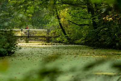 Woman on bicycle in summer