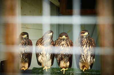 View of birds in cage