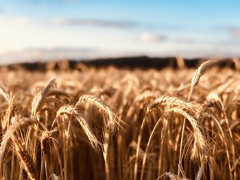 Close-up of wheat field against sky