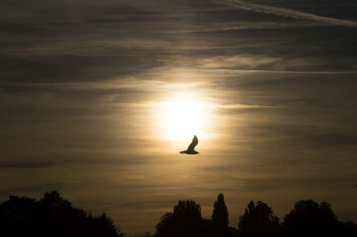 Silhouette bird flying against sky during sunset