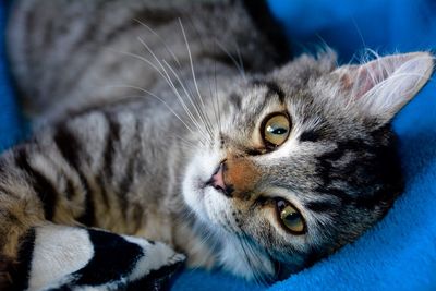 Close-up of cat lying on bed