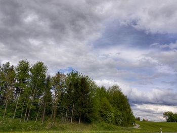 Low angle view of trees on field against sky