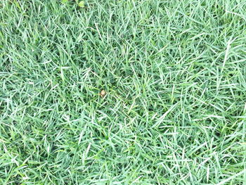 High angle view of grass on field