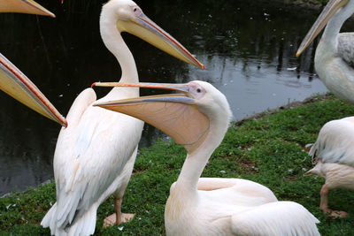 View of pelican on lake