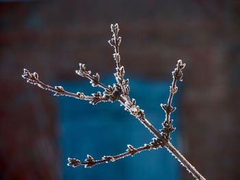 Close-up of frozen plant