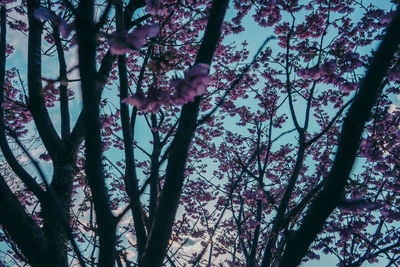 Low angle view of flowering tree