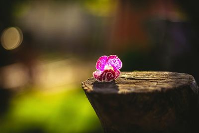 Close-up of pink butterfly on tree stump