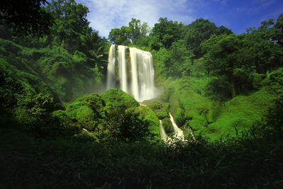 Scenic view of waterfall in forest