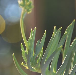 Close-up of succulent plant