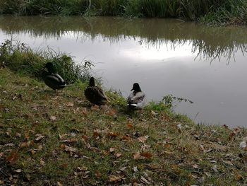 Ducks on lakeshore