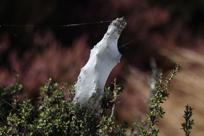 Close-up of snow on land