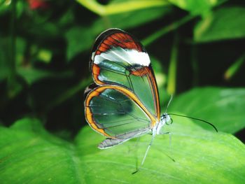 Close-up of butterfly perching on leaf