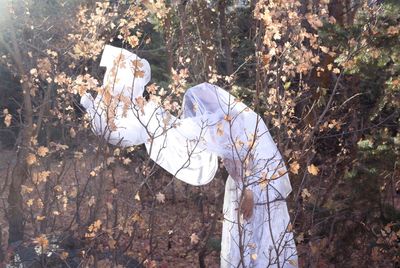 Low angle view of white flowering trees in forest