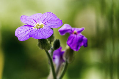 Close-up of purple flowering plant