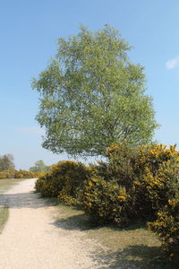 Tree against sky on sunny day