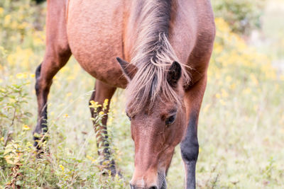 Horse standing on field