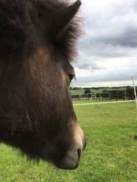 Close-up of cow grazing in field