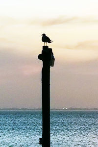 Seagull perching on sea against sky during sunset