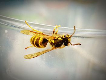 Close-up of bee on flower