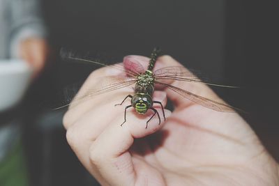 Close-up of insect on hand