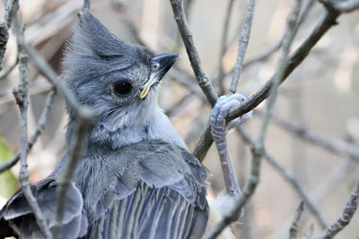 Close-up of bird perching on tree