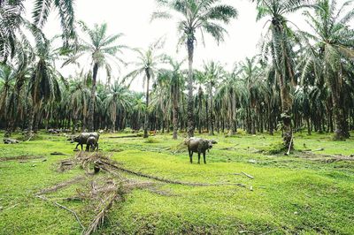 Horses on field against trees