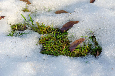High angle view of frozen plants on land
