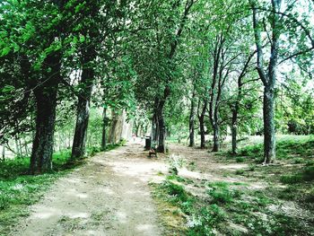 Road passing through forest