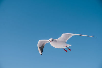 Low angle view of seagull flying