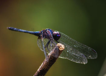 Close-up of dragonfly on twig