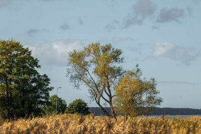 plant