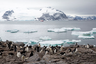 Flock of penguins at shore by iceberg