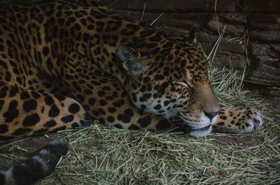 Close-up of leopard