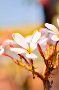 Close-up of white flowering plant