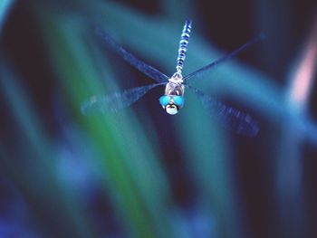 Close-up of water drop hanging on plant