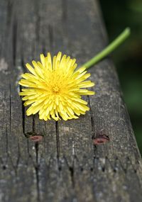 Close-up of yellow flower on wood