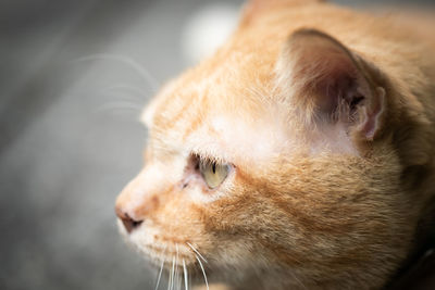 Close-up of a cat looking away