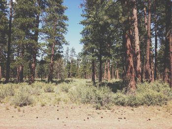 Trees in forest