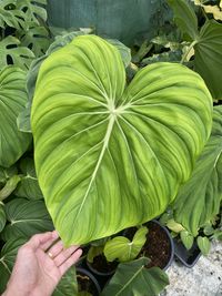 Close-up of hand holding leaves