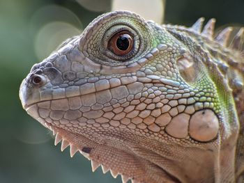 Close-up of lizard