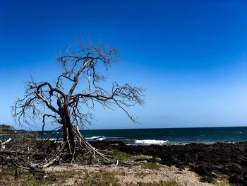 Bare tree by sea against clear blue sky